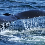 Whale Watching in Ucluelet
