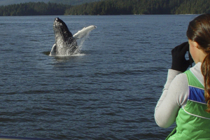 Whale Watching Tours Ucluelet