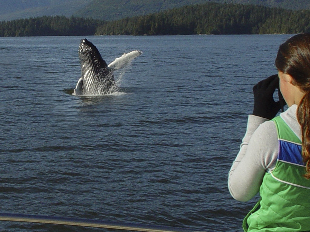 Whale Watching Tours Ucluelet