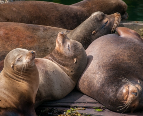 Five California Sea Lions leaning on one another on dock