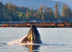 Humpback Whale lunge feeding, showing mouth with water gushing out and pleats extended, rocky shoreline in background