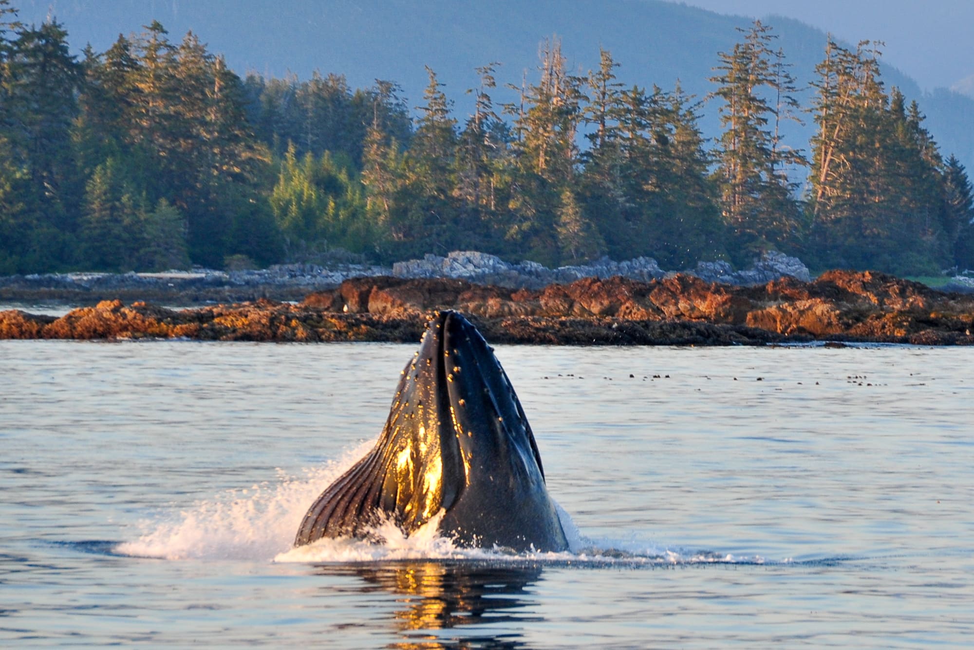 Whale watching tours Ucluelet