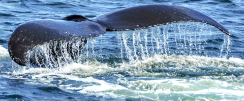 Whale watching tours Ucluelet