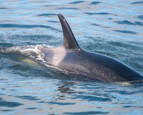 Close up of Killer whale swimming by - back and dorsal fin showing