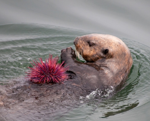 Side view of sea otter's head and front paws, eating a red sea urchin