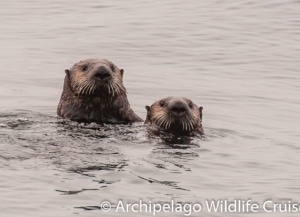 Sea otter mom & pup sticking head out of water and looking straight at camera