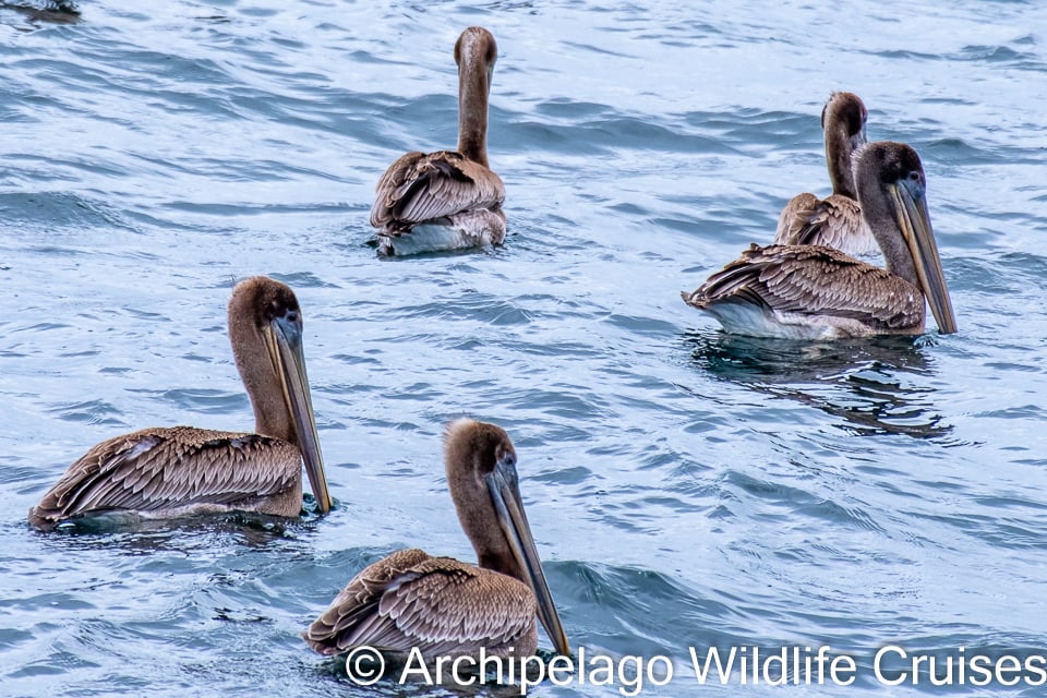 Several brown pelicans swimming close together in the ocean