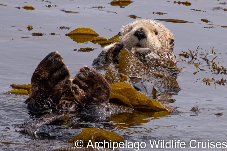 Sea otter lying on his back and wrapped up in kelp leaves