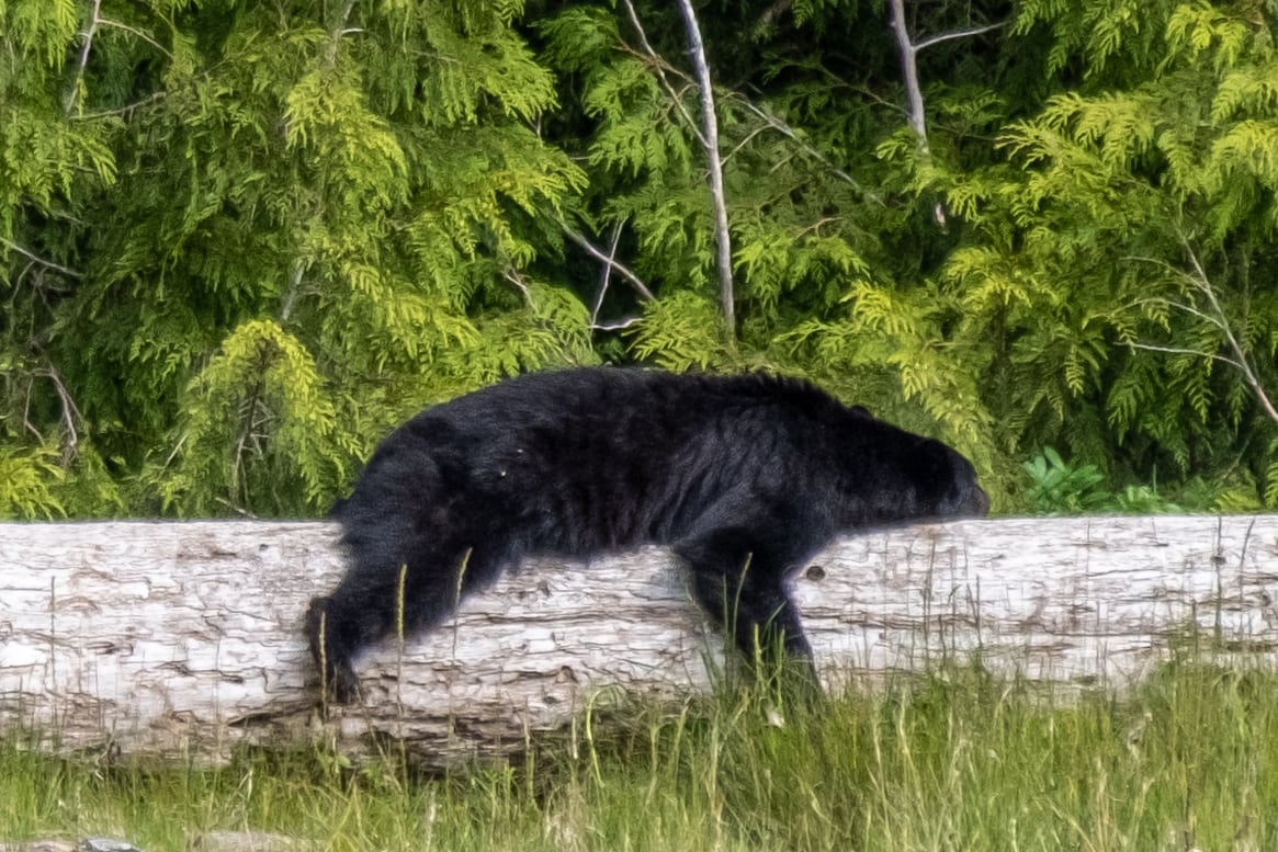 Black bear, fast asleep, draped over a large log 