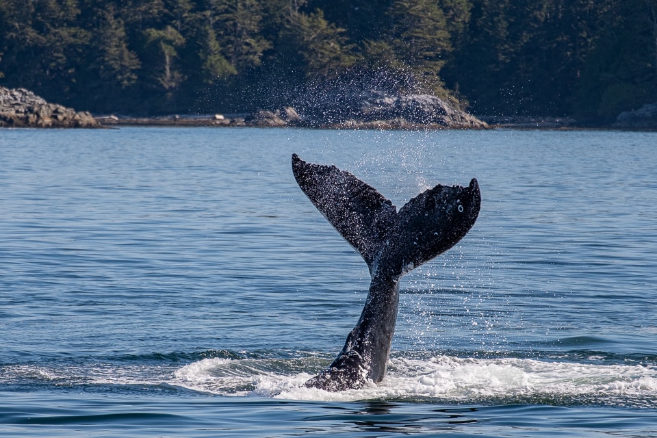 humpback whale lobtailing