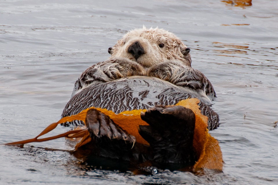 sea otter lying in the kelp